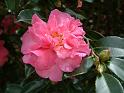 Camellia Double pink